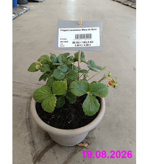 Fragaria ananassa 'Mara de Bois' C 2,4 L